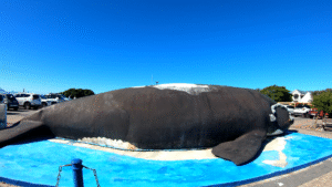 Whale Watching in Hermanus